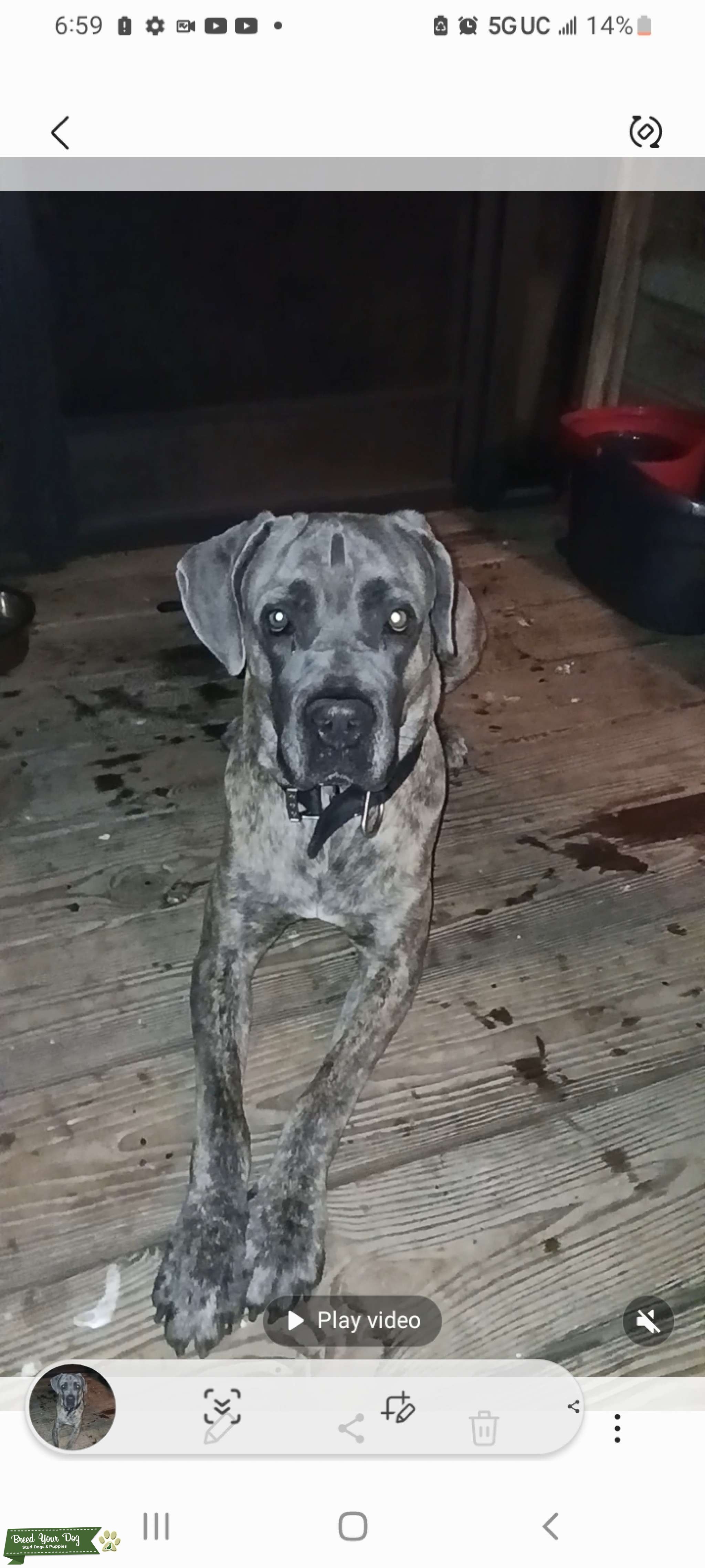 Blue Brindle Cane Corso Stud Dog Citrus Park Breed Your Dog