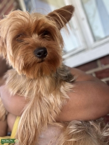 Black and brown Yorkshire Terrier  Listing Image