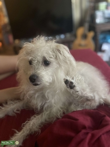 Maltese/Jack Terrier Mix Female in need of mate Listing Image