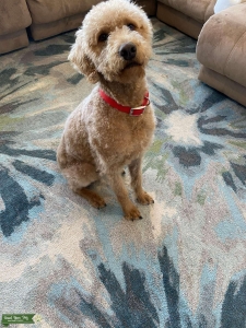 Stud dog  Listing Image