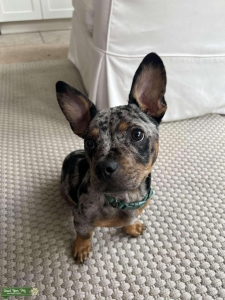 Beautiful Blue Merle French BullDog/Chihuahua Mix Listing Image