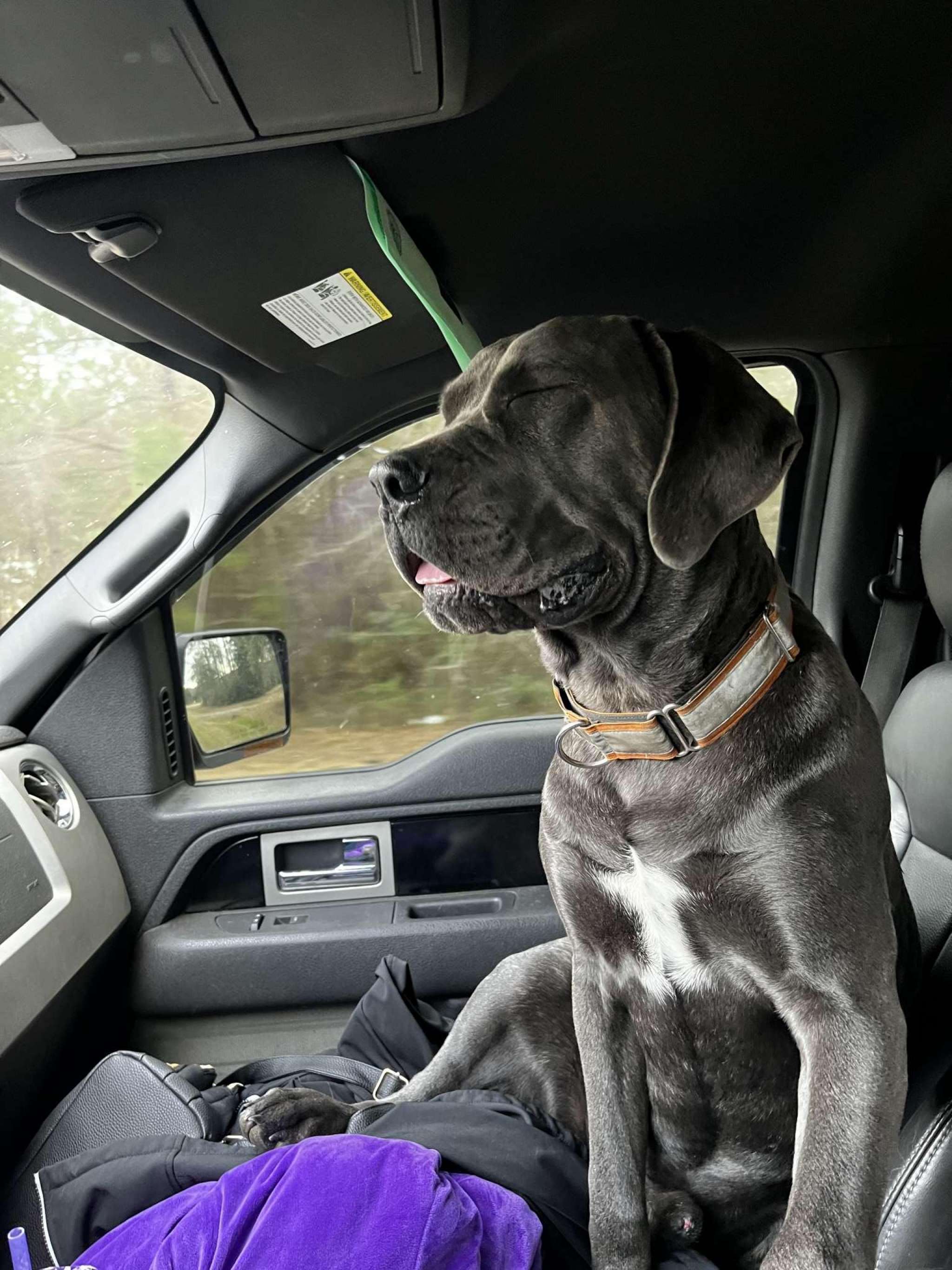 Grey Cane Corso Stud Stud Dog in Mississippi Gulf Coast, the United