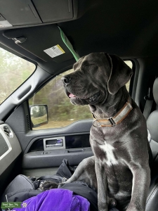 Grey Cane Corso Stud Listing Image