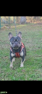 Beautiful boy French Name  Zeus Listing Image