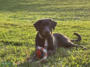 Black chocolate Labrador retriever very handsome and active  Listing Image
