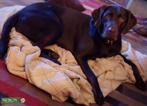 Chocolate Labrador  Listing Image