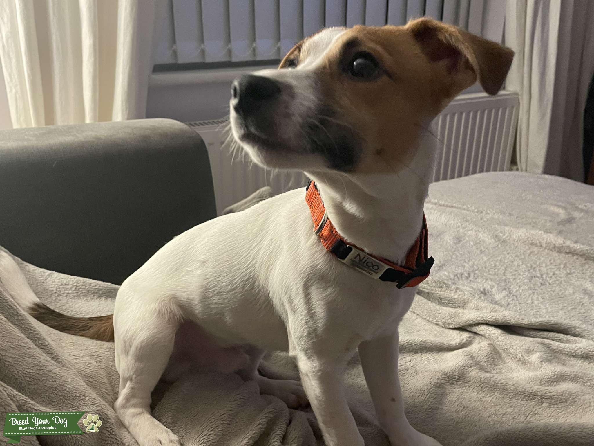 Jack Russell x for stud Stud Dog in Lancashire, the United States