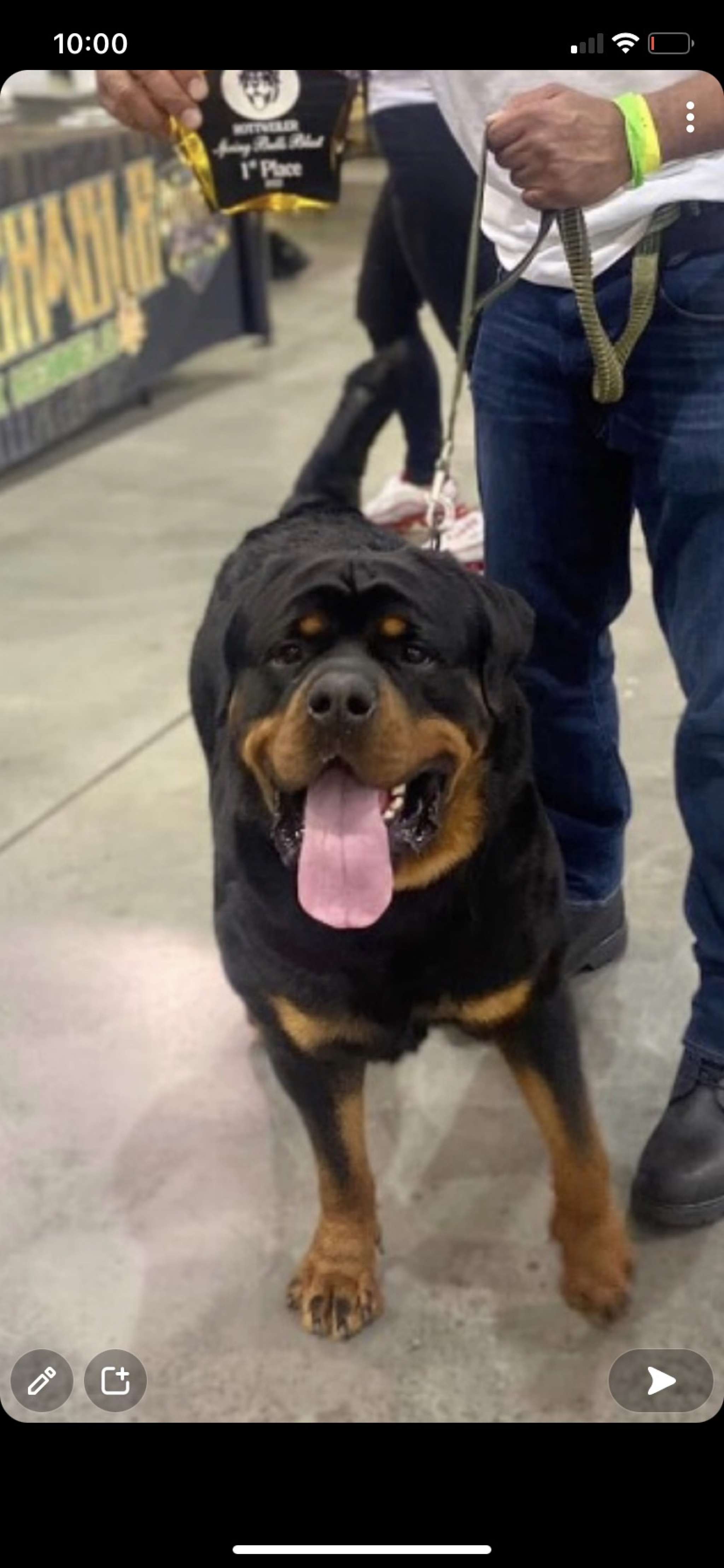 Champion Line Serbian Rottweiler - Stud Dog in Roanoke VA, United ...