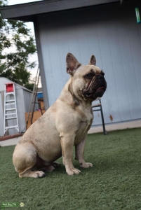  French bull dog Stud  Listing Image
