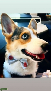 Corgi  Listing Image