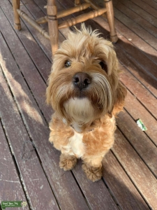 Beautiful girl spoodle seeking stud spoodle  Listing Image
