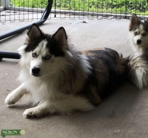 Pomsky Stud Listing Image
