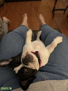 Pied Female French Bulldog Listing Image