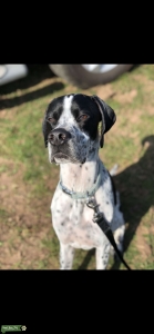 Pedigree Pointer available for Stud Listing Image