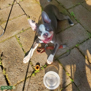 Handsome AKC Blue Boston Listing Image