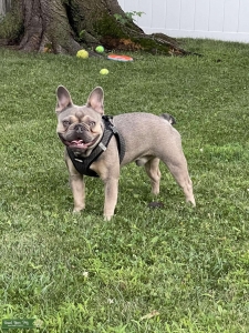 Fawn and White Male French Bulldog  Listing Image