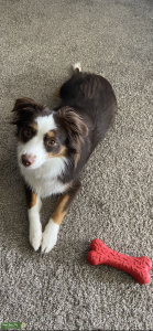Red Tri mini Australian Shepard Female Listing Image