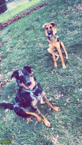 German Shepard Mix Listing Image