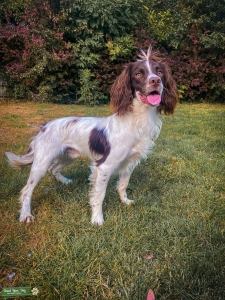 Springer Spaniel Studd Listing Image