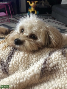 Cavapoo looking to breed  Listing Image