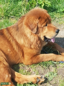 Tibetan mastiff for stud Listing Image