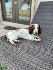 Mini Dachshund DAPPLE Listing Image