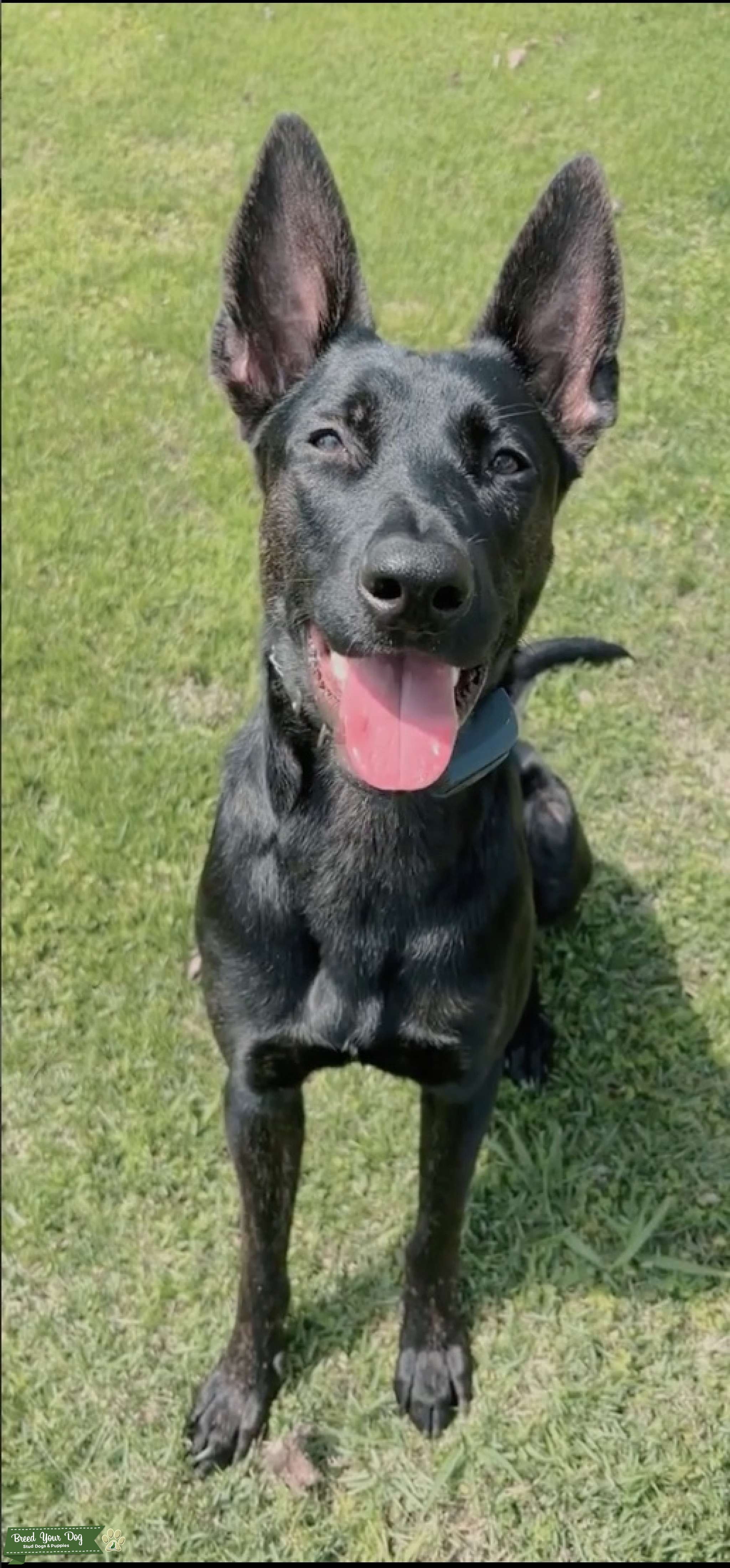 KNPV BLOODLINES BLACK BRINDLE DUTCH SHEPHERD Stud Dog in Atlanta