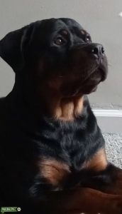 Male Rottweiler  Listing Image