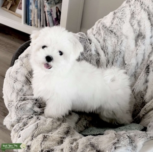 Miracle-Maltese  Listing Image
