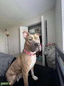Pitt bull  Listing Image