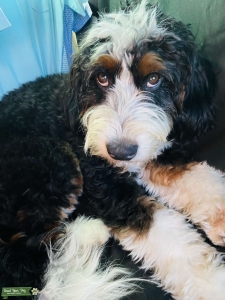Bernedoodle Tri Stud Listing Image
