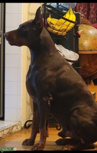 Stud service European Doberman  Listing Image