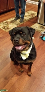 Rottweiler AKC purebred looking for love  Listing Image
