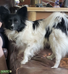 Papillon  Listing Image
