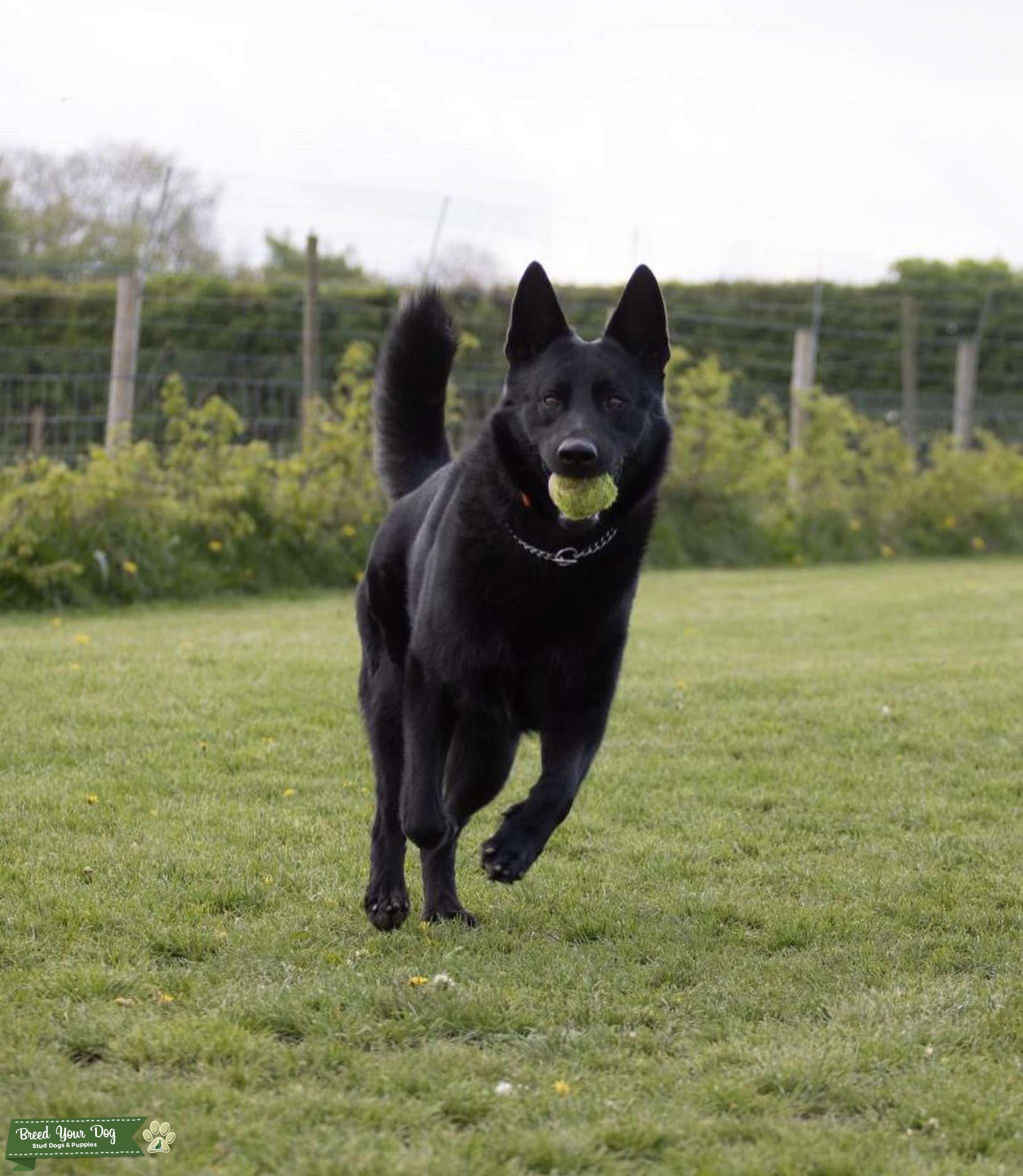 Black working line German shepherd for stud Stud Dog South Yorkshire Breed Your Dog