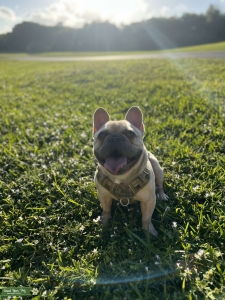 Lilac French Bulldog Stud Listing Image