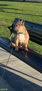 French bulldog looking for a female Listing Image