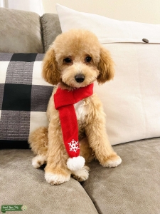 Toy Poodle Proven Stud Listing Image