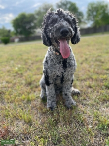 Grey and Black Merle F1b Goldendoodle  Listing Image
