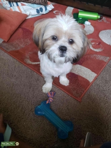 Looking to Breed my beautiful Shih Tzu Listing Image