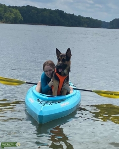 Purebred German shepherd Listing Image