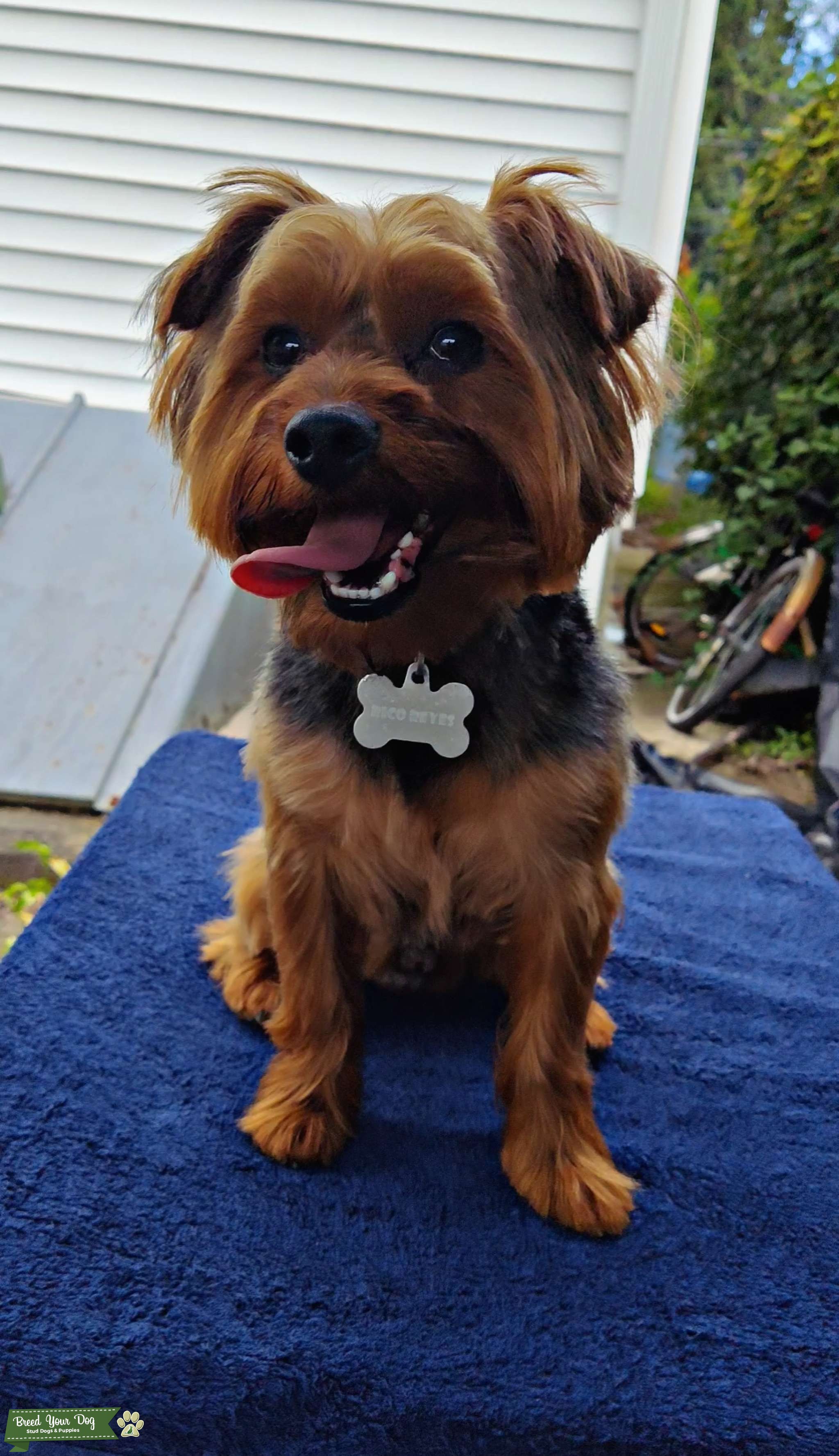 Pure Breed Yorkie Stud Looking For Mate! Stud Dog in Pennsylvania