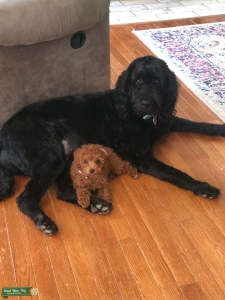 F1 Black Golden Doodle  Listing Image