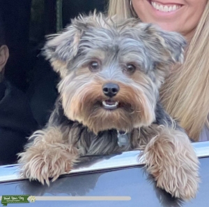 Male Yorkshire Terrier Listing Image