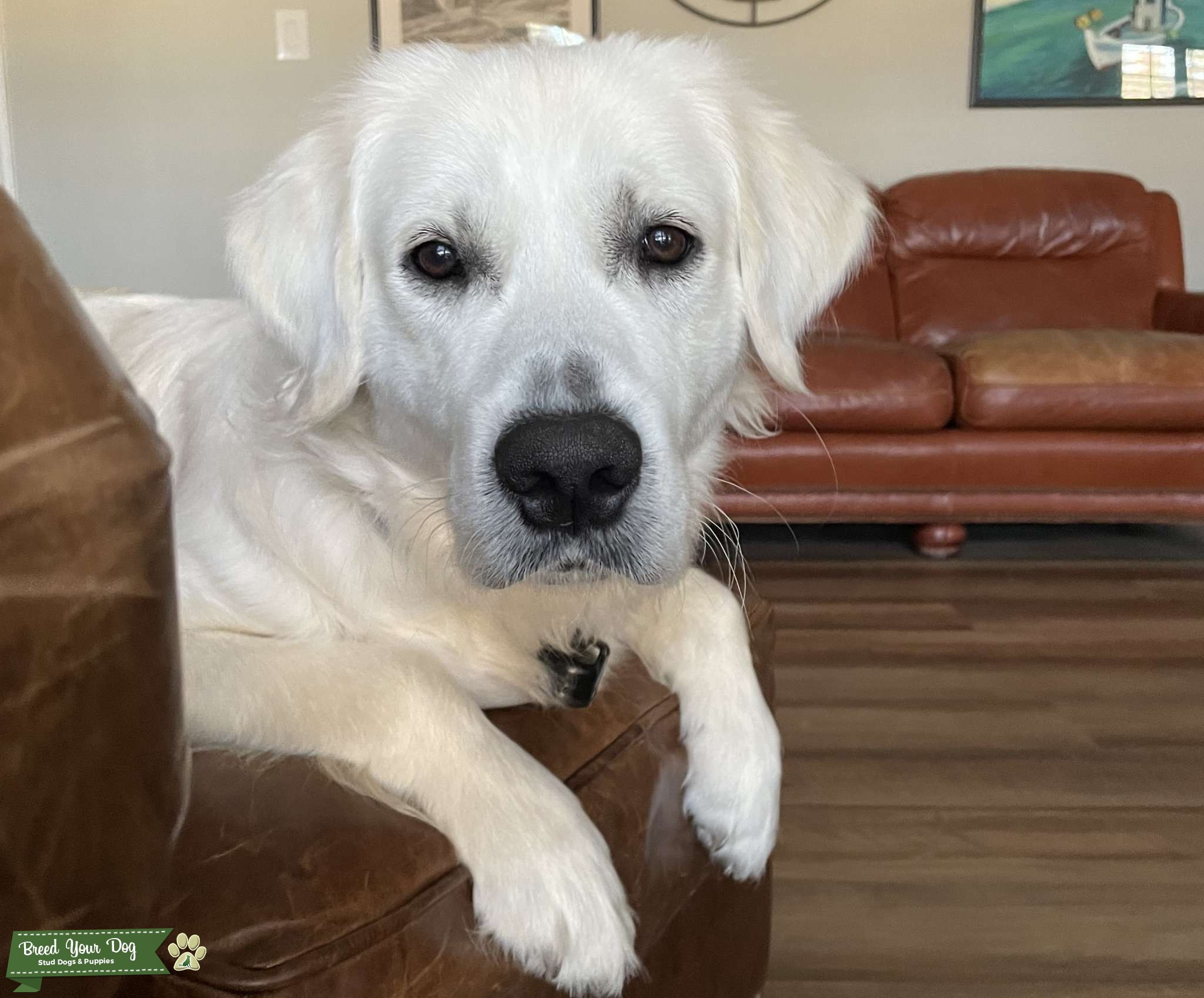 Finn the English Cream Golden Retriever Stud Dog in Texas, the United States Breed Your Dog