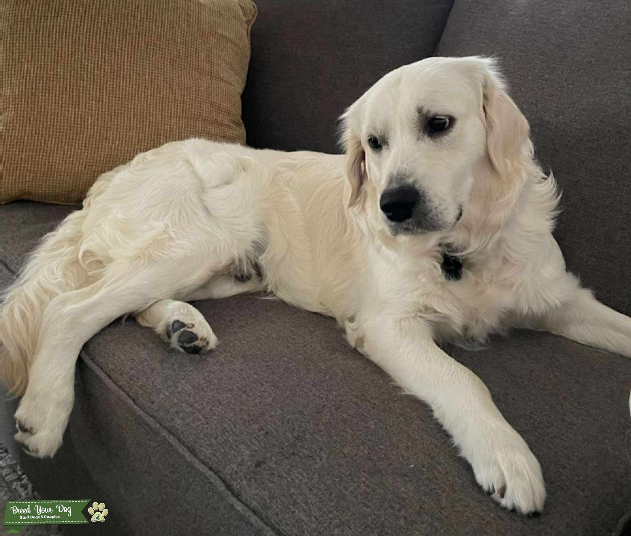 Finn the English Cream Golden Retriever Stud Dog in Texas, the United