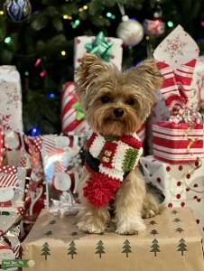 AKC Parti Teacup Yorkie Listing Image