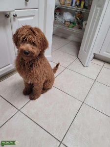 Handsome Boy Listing Image