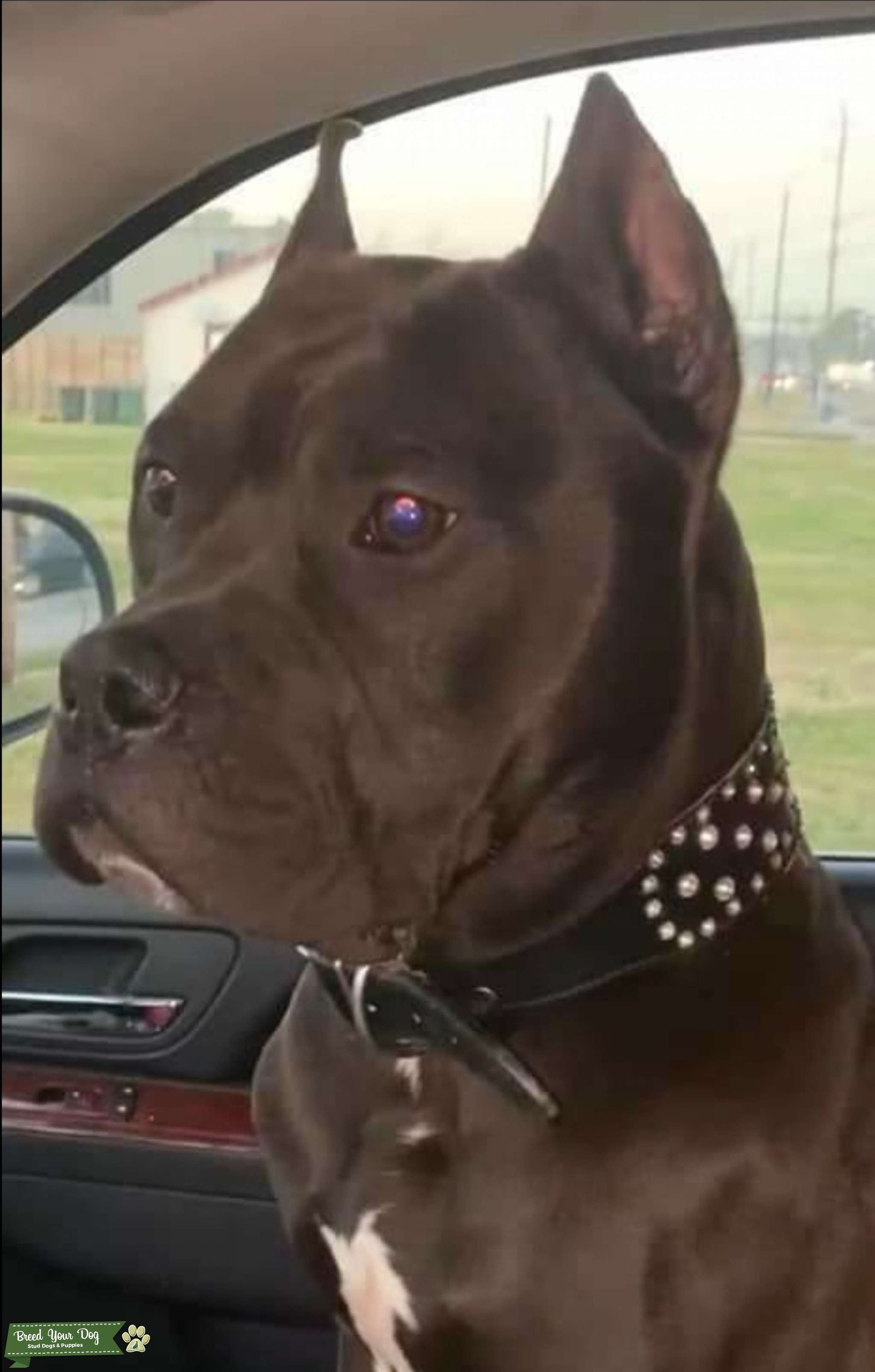 Chocolate Cane Corso Stud Dog in TX, the United States Breed Your Dog