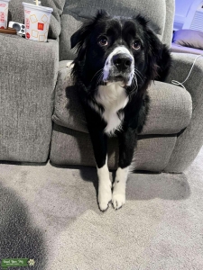 Australian Shepherd  Listing Image